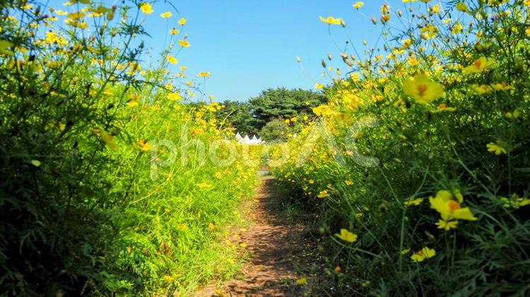 初秋のひたち海浜公園・黄花コスモスの小径 初秋,国営ひたち海浜公園,黄色の写真素材