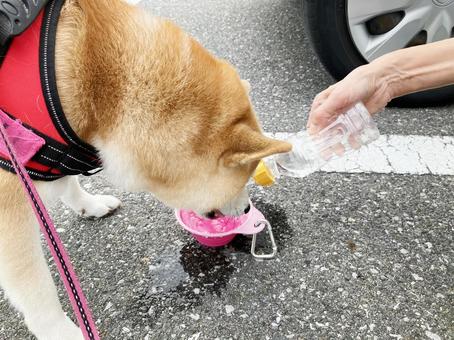散歩中・水を飲む柴犬 散歩中・水を飲む柴犬 柴犬,愛犬,日本犬の写真素材