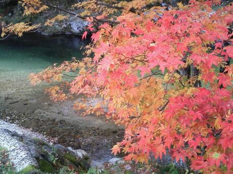 川と紅葉 川と紅葉の写真