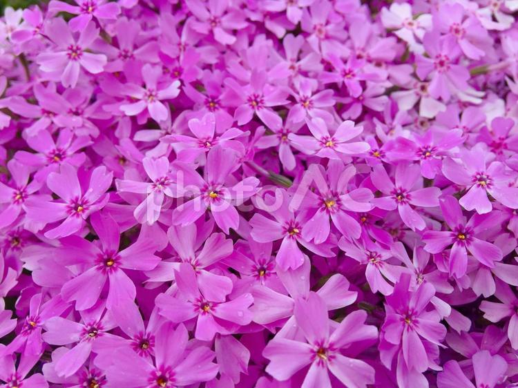 雨粒の付いた芝桜の絨毯 芝桜,花,ピンクの写真素材