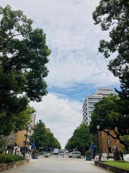 日本大通り 日本大通りの写真