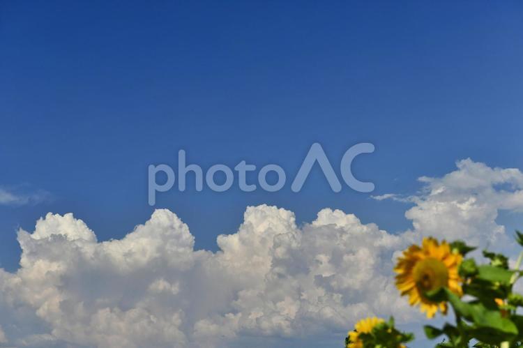 入道雲とヒマワリ（夏のイメージ） 入道雲,ひまわり,積乱雲の写真素材