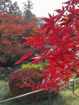 紅葉 紅葉,モミジ,もみじの写真素材