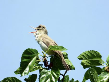 枝の先端につかまり鳴くオオヨシキリ 枝の先端につかまり鳴くオオヨシキリの写真