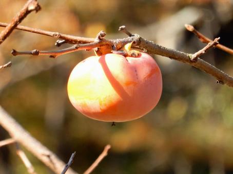 【風景写真】柿の実 柿,カキ,葉の写真素材