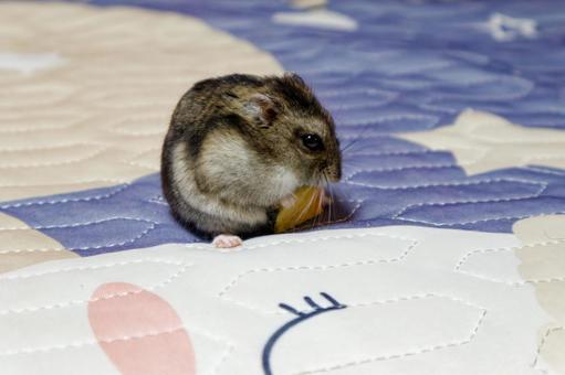 かぼちゃを食べるハムスター かぼちゃを食べるハムスター ハムスター,シャンガリアン,動物の写真素材