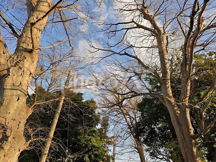 青空と冬の樹木  青空,白い雲,冬の写真素材