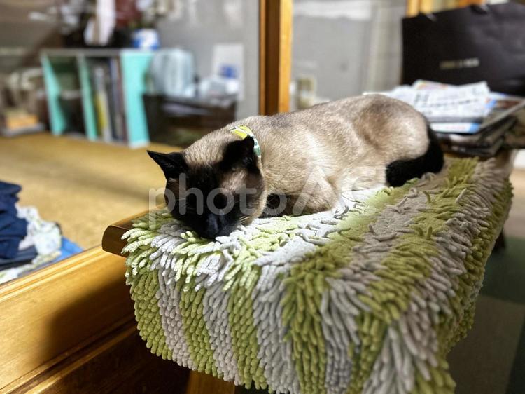 飼い主の座る場所で寝る猫 シャム猫,イス,長椅子の写真素材