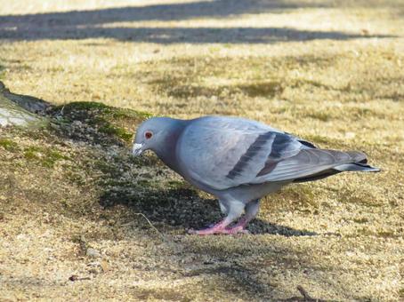 地面に降りて採餌するドバト 地面に降りて採餌するドバトの写真