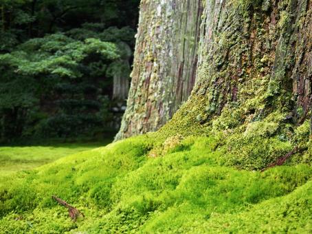 木に生える苔 木に生える苔の写真