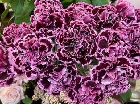 カーネーション珍種 カーネーション,秋夏秋冬,花びらの写真素材