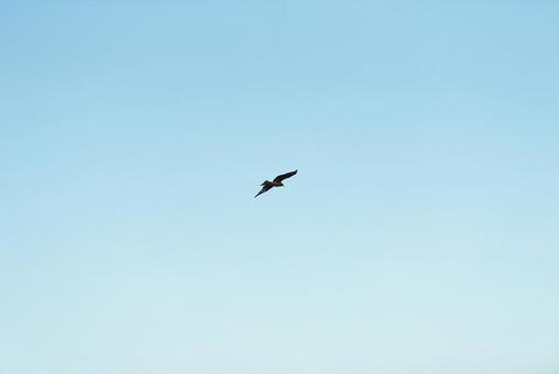 大空を優雅に舞うトビ 大空を優雅に舞うトビの写真