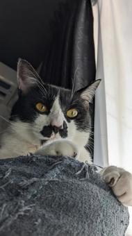 猫のいる暮らし 猫のいる暮らしの写真