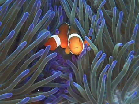 カクレクマノミ カクレクマノミ,クマノミ,魚の写真素材