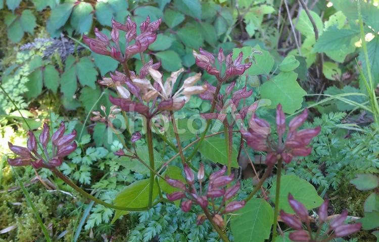 オウレンの花の終わった後 オウレン,花,終わりの写真素材