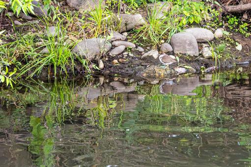 イソシギ⑴ 鳥,イソシギ,野鳥の写真素材