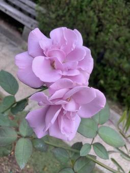 バラ 薔薇 花 バラ,薔薇,花の写真素材