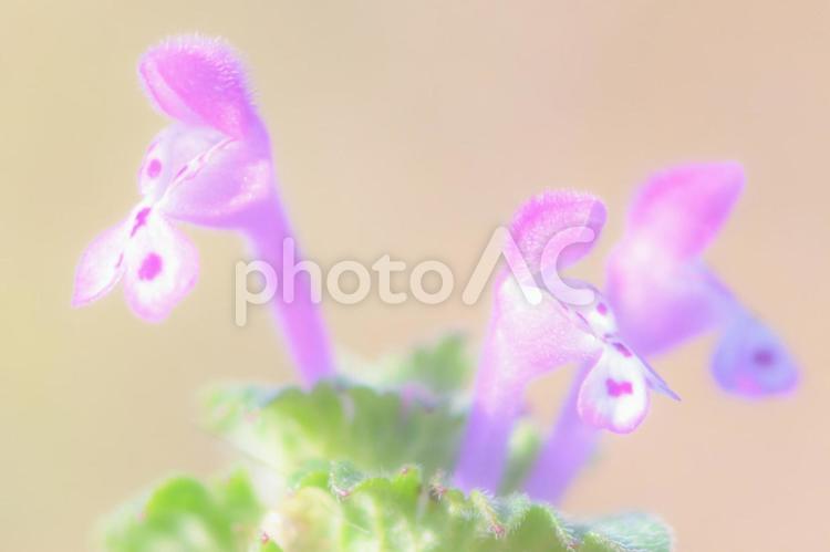 ホトケノザ　雑草　小さな花　かわいい ホトケノザ,雑草,花の写真素材