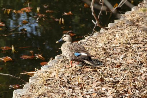 アヒル　公園の写真