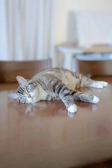 ゴロゴロして悩むトラ猫 縦 ゴロゴロして悩むトラ猫 縦の写真