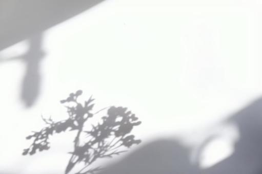 植物の影 植物の影,影,植物の写真素材