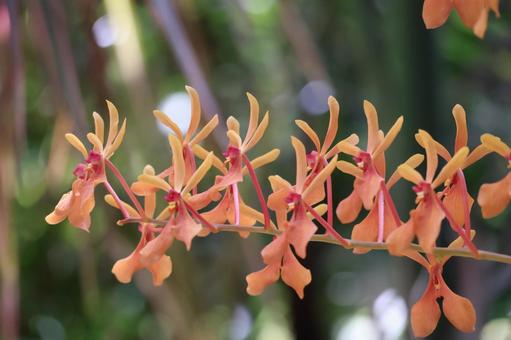 オレンジ色のレナンテラの花のアップ オレンジ色のレナンテラの花のアップの写真