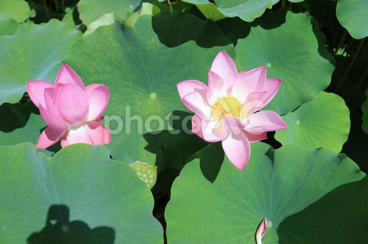 真夏の蓮の花 夏,蓮,植物の写真素材