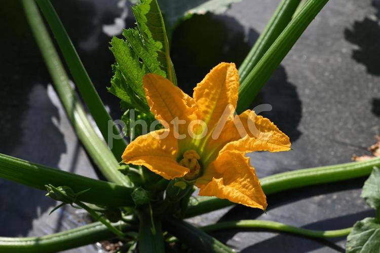 家の畑で撮ったズッキーニの花 クローズアップ,春,緑の写真素材