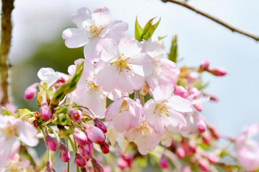 薄紅色の春めき桜 春めき桜,花,春の写真素材