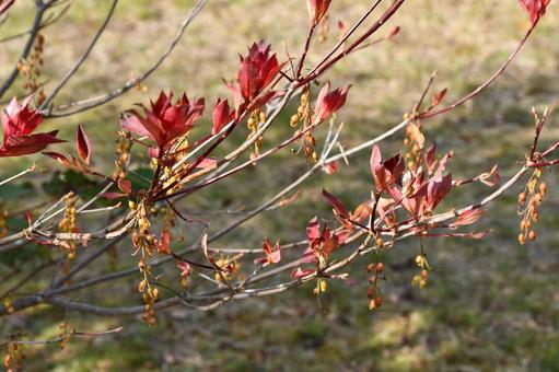 サラサドウダンの枝 紅葉,サラサドウダン,ドウダンツツジの写真素材