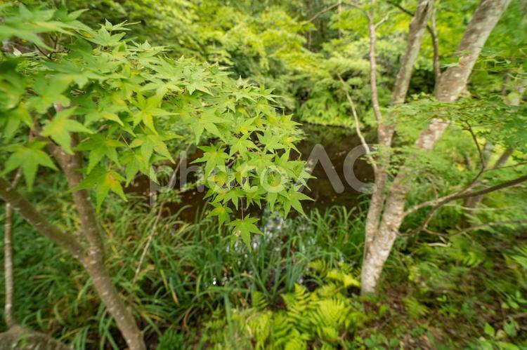 池の側で成長する新緑のもみじ もみじ,モミジ,カエデの写真素材