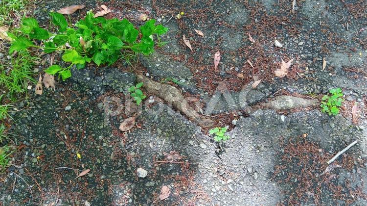 アスファルト　劣化  アスファルト,劣化,地方の写真素材