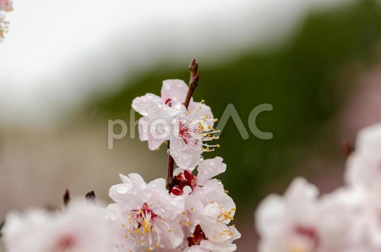 雨粒をまとった梅の花のクローズアップ 梅,花,雨粒の写真素材