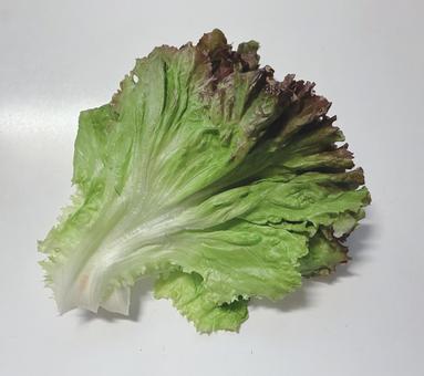 サラダ菜 サラダ菜 野菜,ベジタブル,ビタミンの写真素材