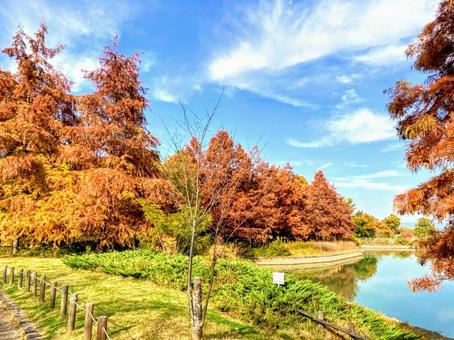 紅葉風景 紅葉風景の写真