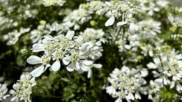 満開の繊細な白いレースフラワーの花 満開の繊細な白いレースフラワーの花の写真