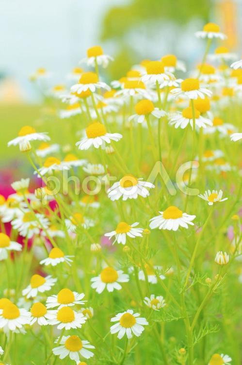 可愛い花カモミール 可愛い花カモミール,カモミール,可愛い花の写真素材