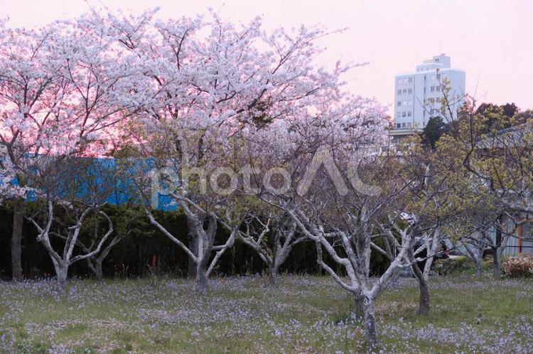 夕焼けのさくら 夕焼け,桜,自然の写真素材