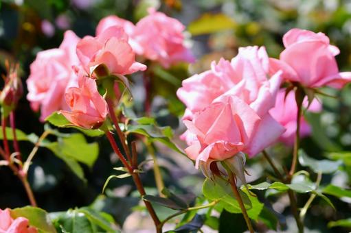 薔薇　プリンセスアイコ 薔薇,プリンセスアイコ,ピンクの写真素材