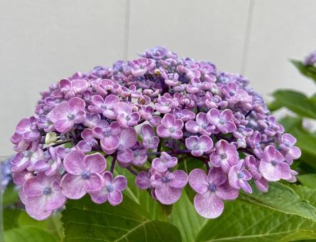[Flower photo] Hydrangea flower, JPG