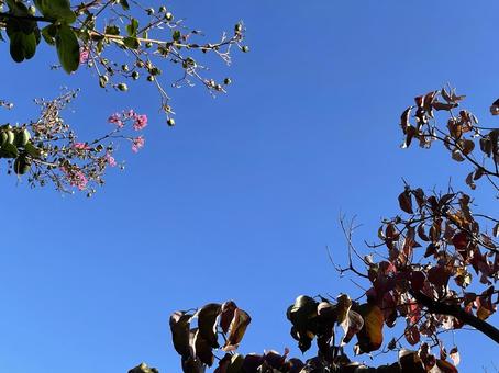神田川10月:サルスベリの花のフレーム 神田川10月:サルスベリの花のフレーム 緑樹,花,サルスベリの写真素材
