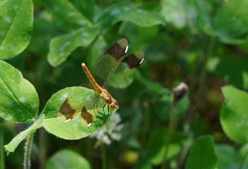 ミヤマアカネ未成熟個体 ミヤマアカネ未成熟個体 ミヤマアカネ,トンボ,dragonflyの写真素材