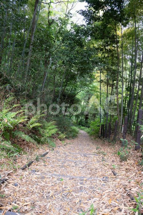 竹林の中の小径 風景,自然,緑の写真素材
