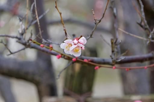 梅の枝に咲く可憐な白い花 梅の枝に咲く可憐な白い花の写真