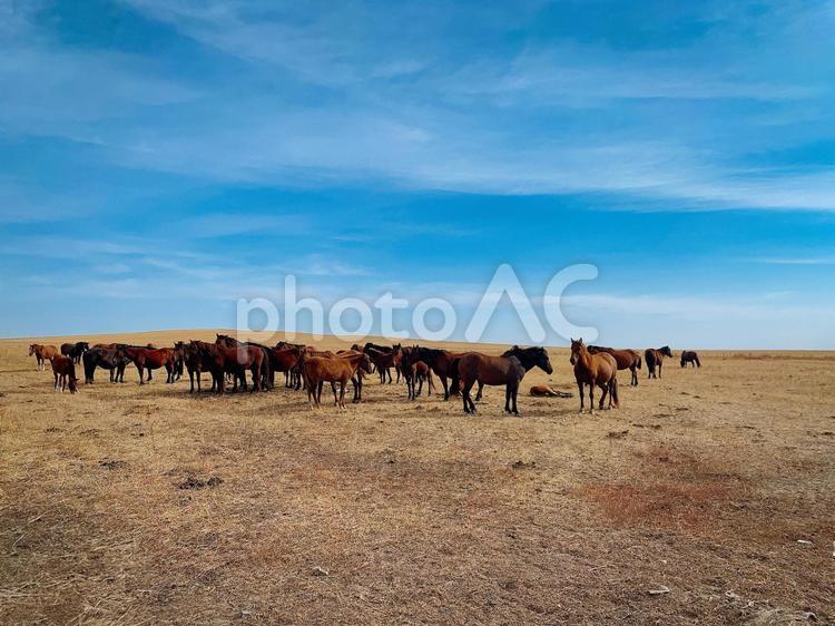 内モンゴルの草原に集う野生の馬たち 草原,馬,動物の写真素材