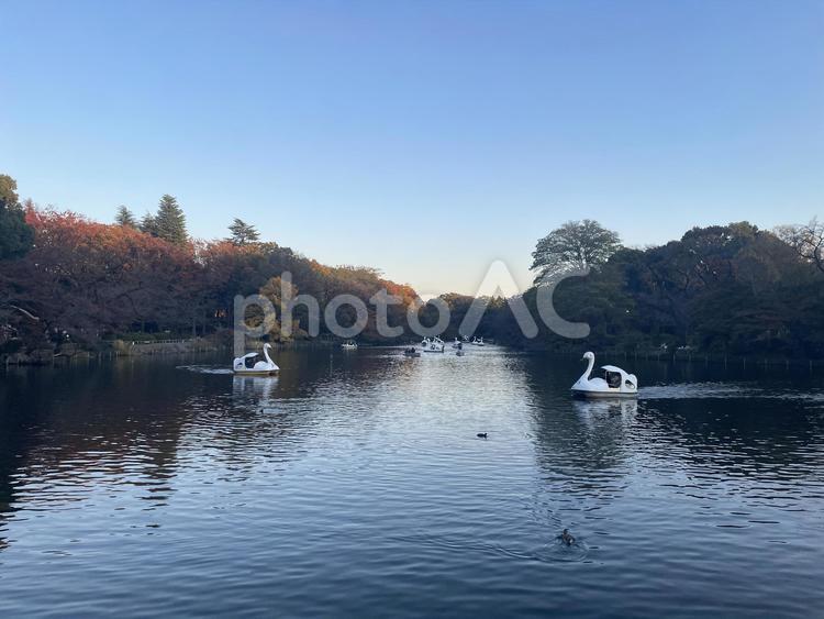 井の頭公園のスワンボート スワンボート,湖,水面の写真素材