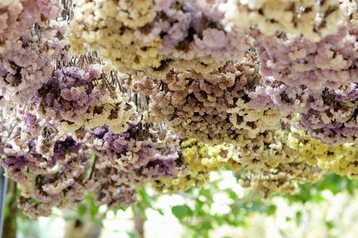 吊るされたドライフラワー 吊るされたドライフラワー ドライフラワー,花,植物の写真素材