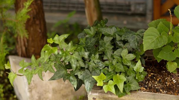 【植物の写真】ヘデラ(アイビー) 【植物の写真】ヘデラ(アイビー)の写真