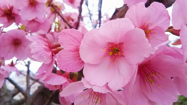 河津桜 河津桜の写真