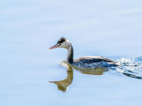 池を泳ぐカンムリカイツブリ 池を泳ぐカンムリカイツブリ カンムリカイツブリ,カイツブリ,野鳥の写真素材
